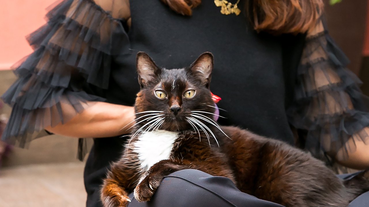 Gato filhote em consulta